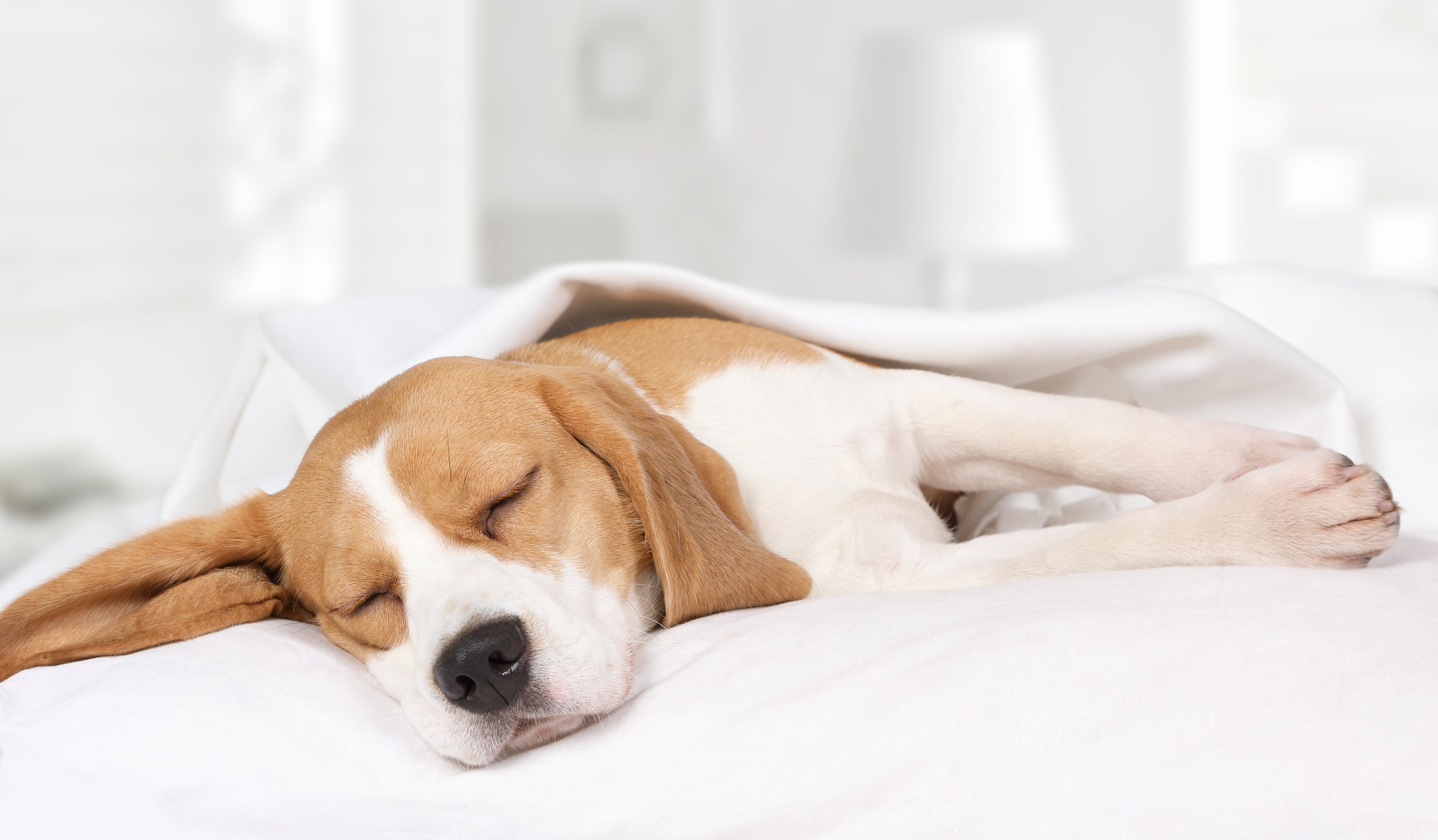 3 Reasons Why Healthy Sleep Is the Key to Wellness
