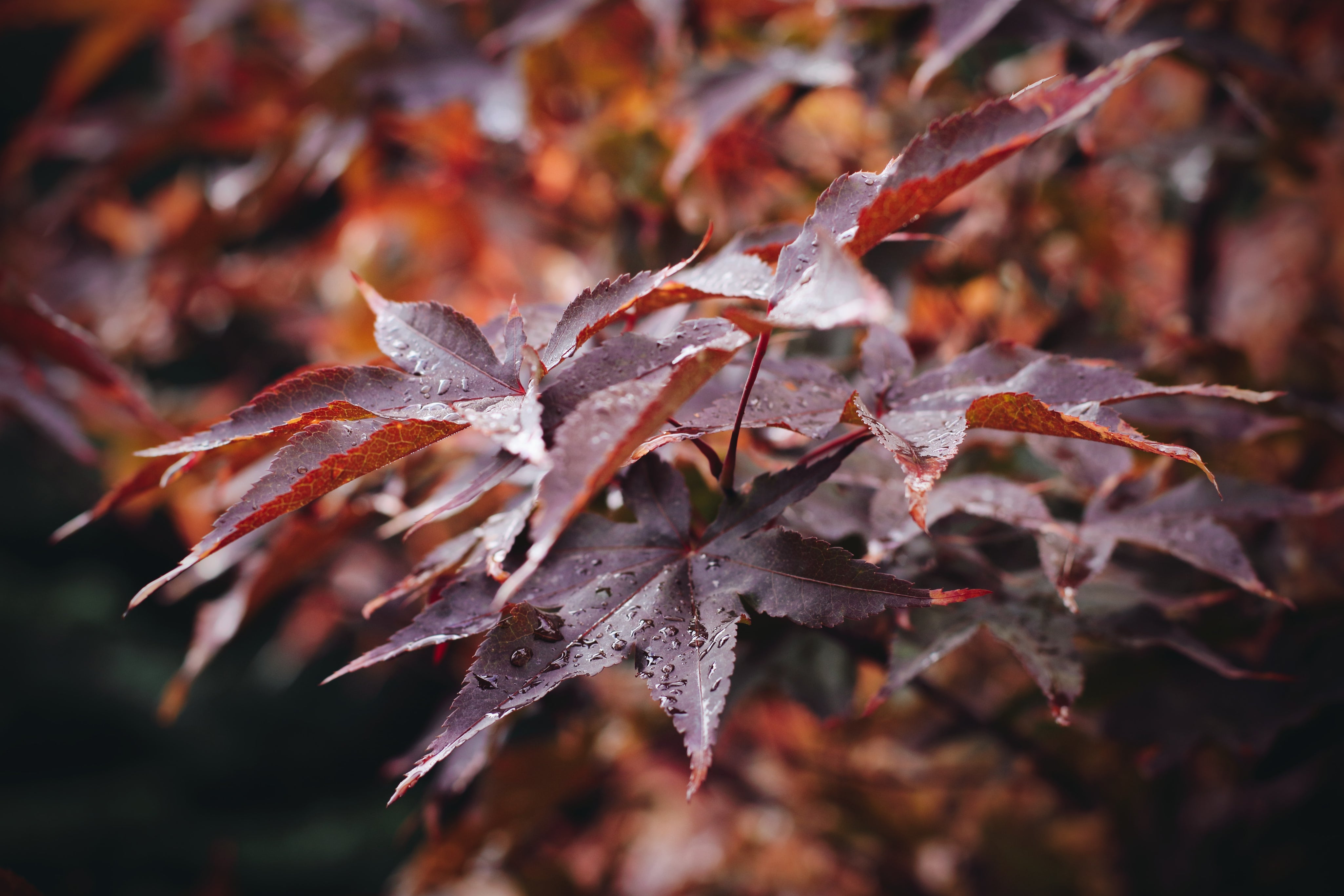 5 Ways to Revamp Your Sleep Routine for Fall